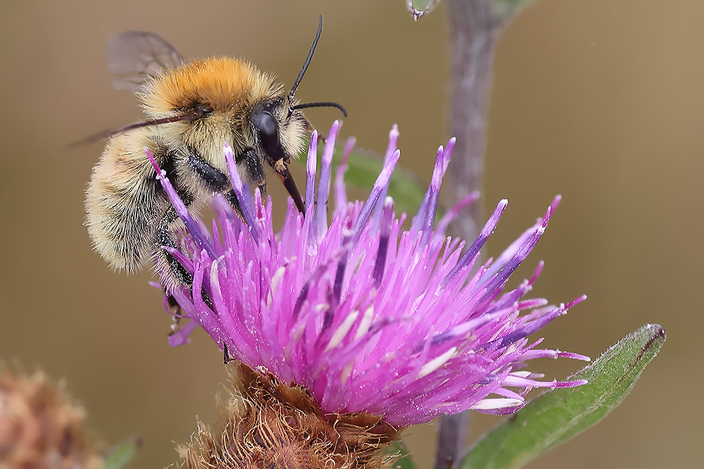Brown-banded carder bee 